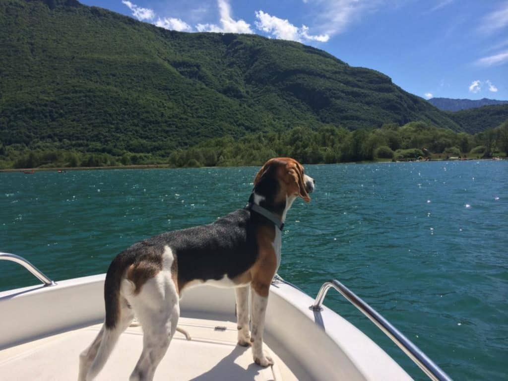 chien bateau sur lac annecy