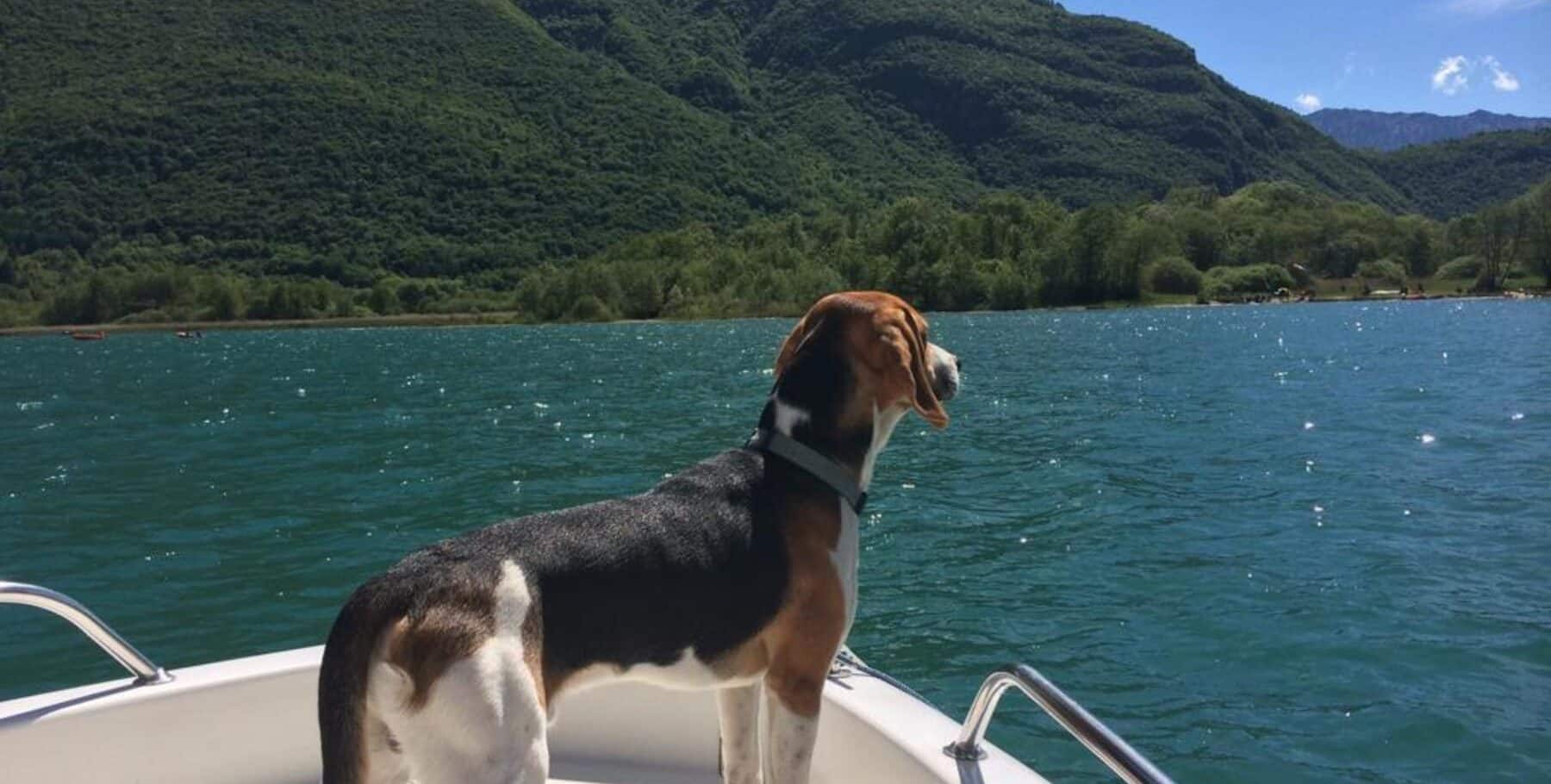 chien bateau sur lac annecy