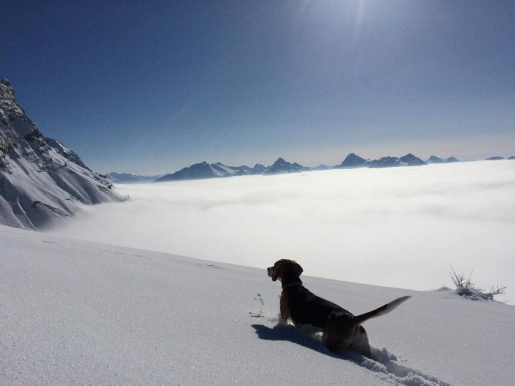 montagne ski annecy alpes vacances avec chien