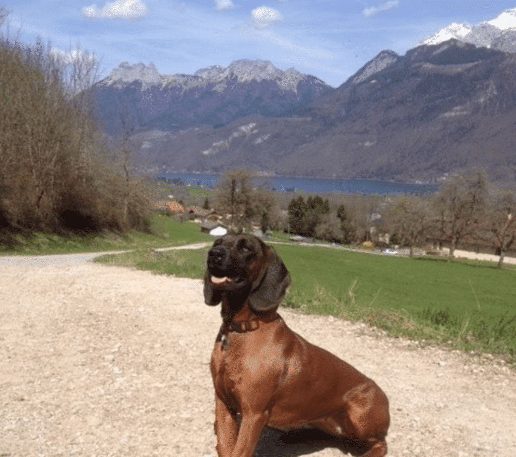 randonnée lac annecy chien