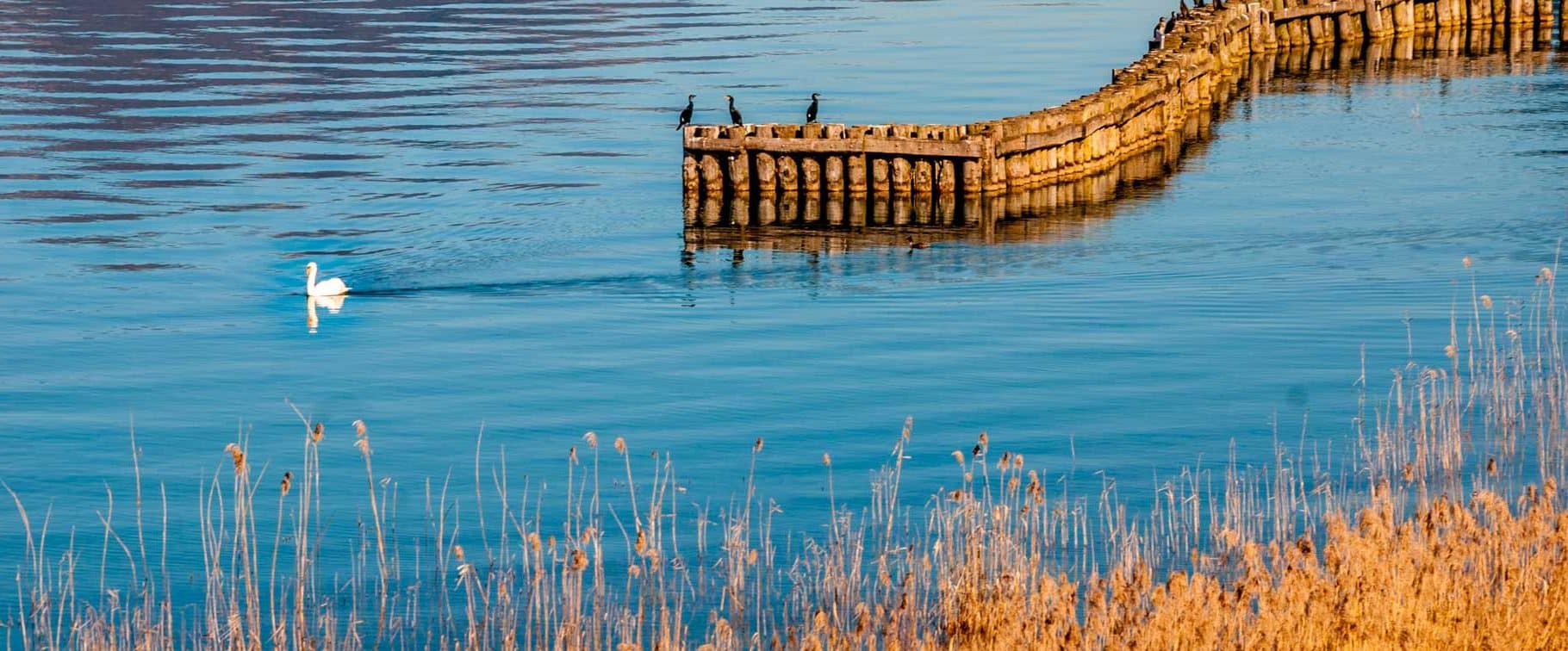 reserve naturelle du bout du lac d annecy